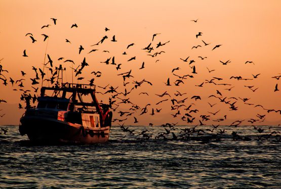 La presente proposta di legge prevede l’istituzione, in forma obbligatoria, del fishing for litter durante il fermo pesca. Il Fishing for Litter, concetto definito nel Fishing for Litter Strategy dell’UNEP, consiste nel conferimento a terra, da parte dei pescatori, dei rifiuti solidi non pericolosi; pescati accidentalmente durante le normali attività di pesca. Sono considerati rifiuti solidi non pericolosi anche gli attrezzi da pesca dismessi.